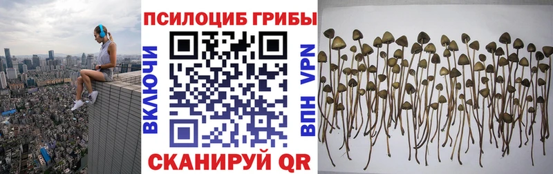 где можно купить наркотик Каменногорск Псилоцибиновые грибы мицелий